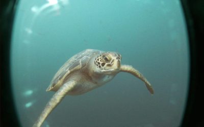 Ma prise de conscience lors d’une plongée aux Galapagos