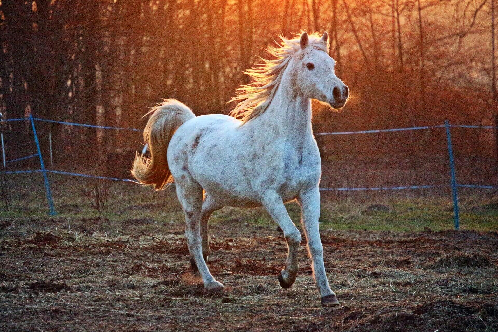 horse-2063672_1920
