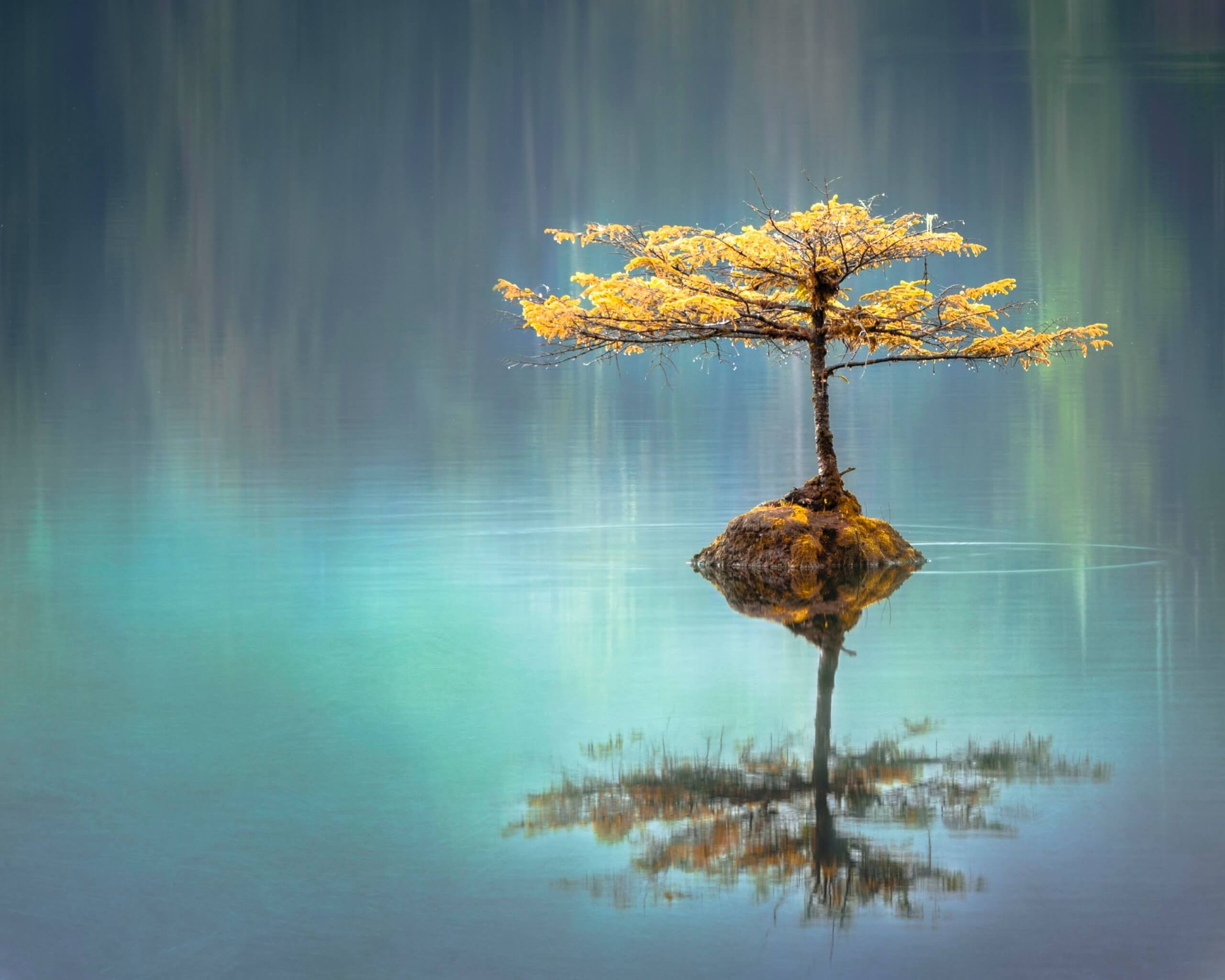 arbre au feuillage jaune sur un étang